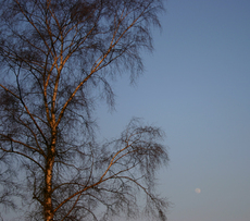 Mond-Fruehling.jpg